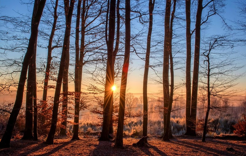 Spellbinding Trees